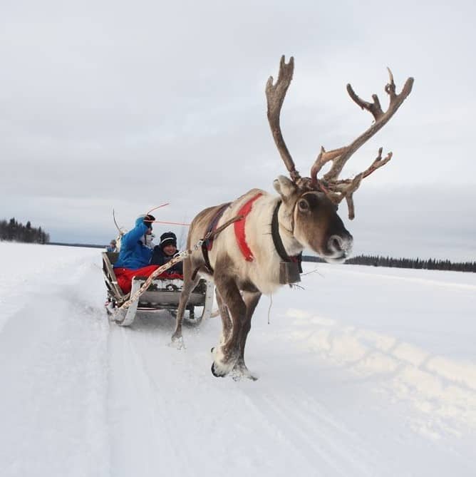Levi reindeer sledding